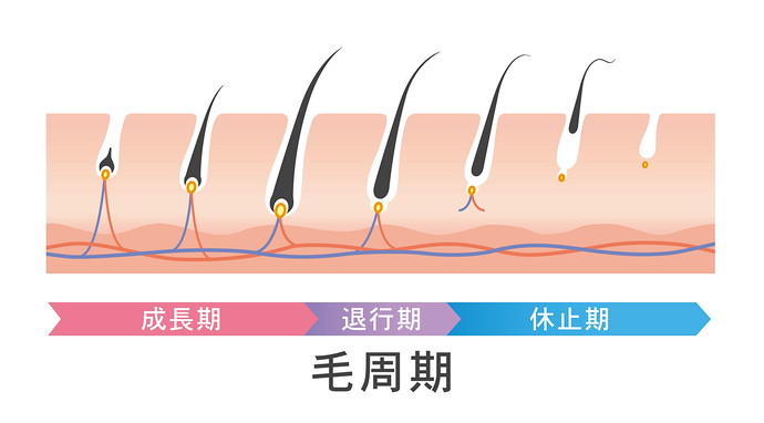 毛周期の画像